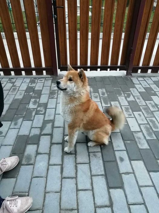 Кабель Сиба-Ину для вязки