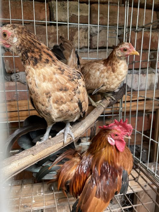 Gainuse  Pitice tineret si adulti