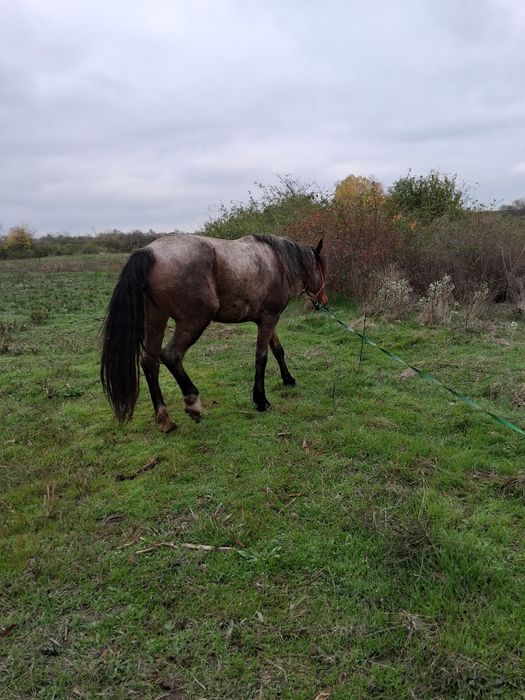 Vand urgent iapa 4anii