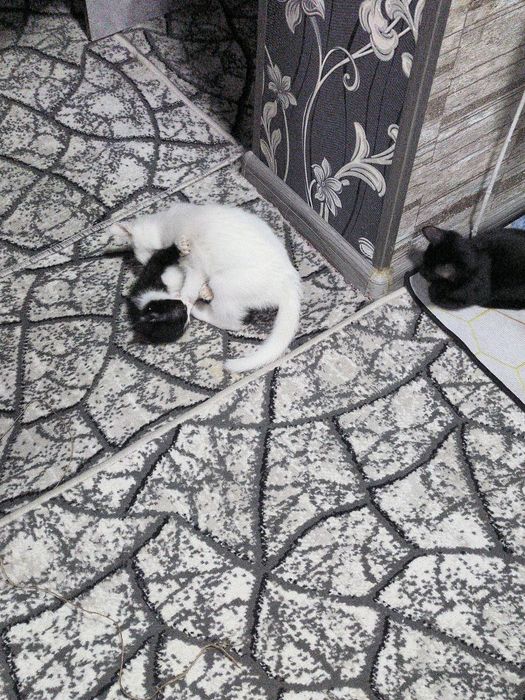 Отдам в хорошие руки котят.
