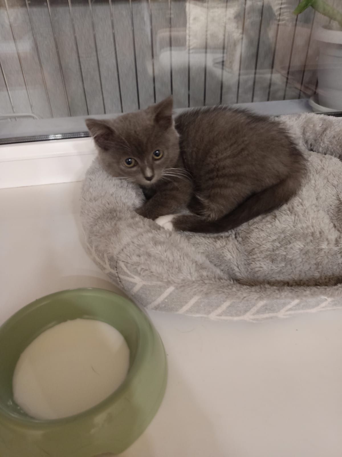 Котенок ищет добрые руки
