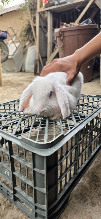 Karlik quyon sotiladi