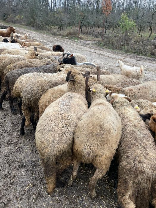 De vânzare oi și capre !
