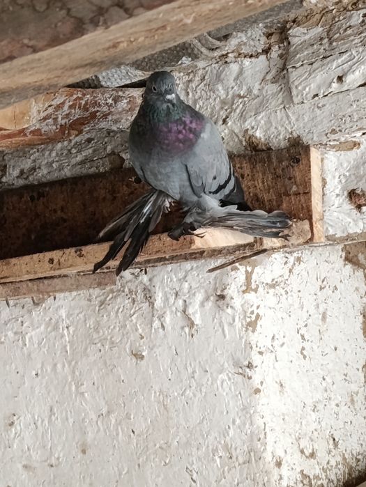 Kabutar sroshna sotiladi bir juf