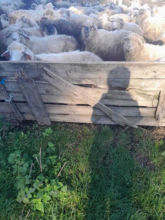 Oi de vanzare în jur de 250 de bucati