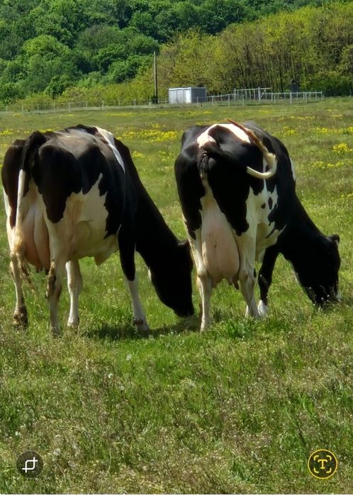 Vând două vaci holstein