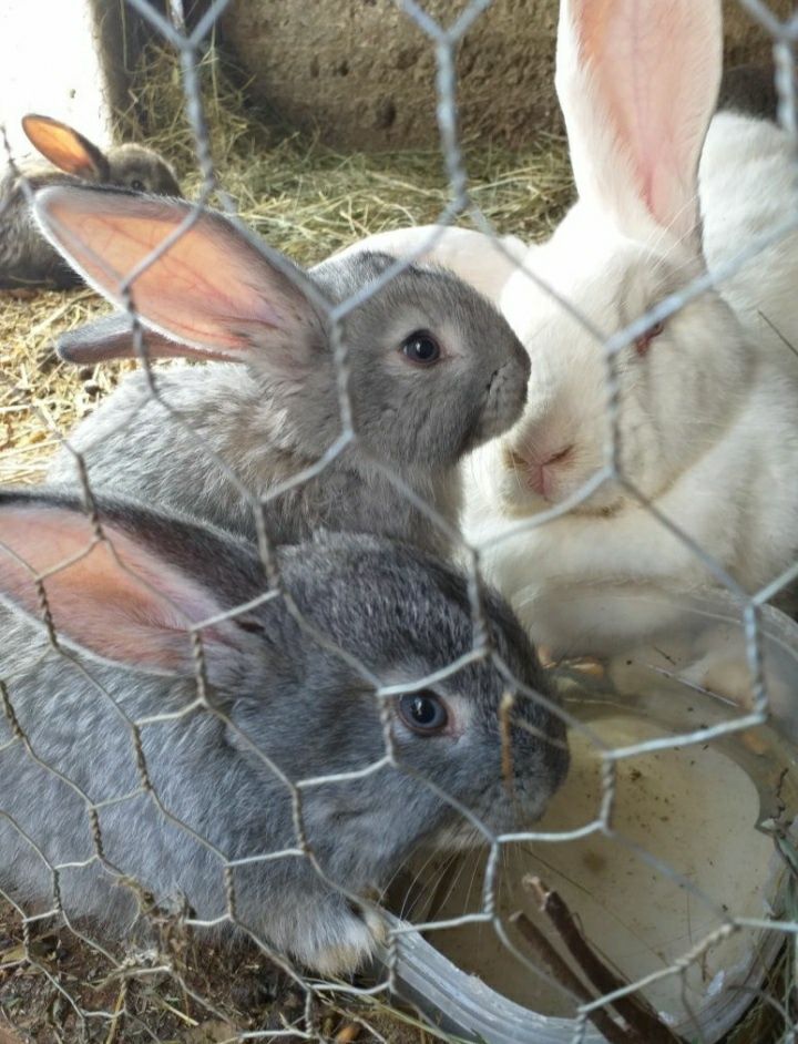 Pui Mici și Mari