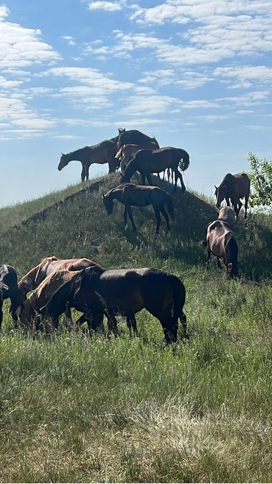Лошади от 1.5 года