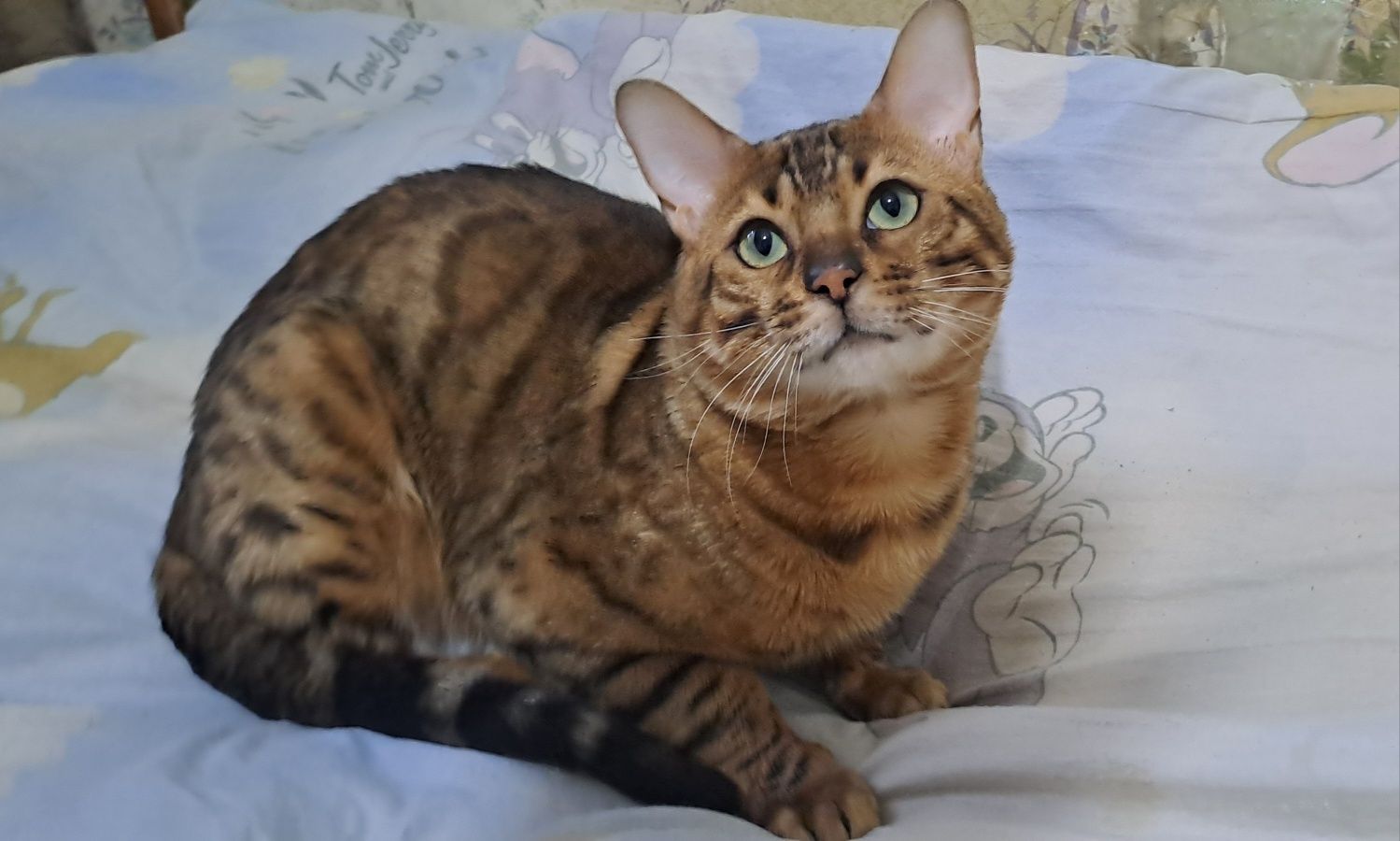 Бенгальский чистокровный кот, 1,8 годика вязка, цена или котёнок