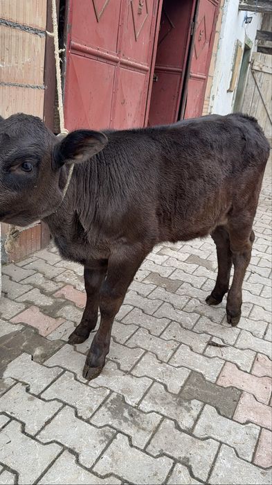 Vand vitea angus de 1 luna jumate