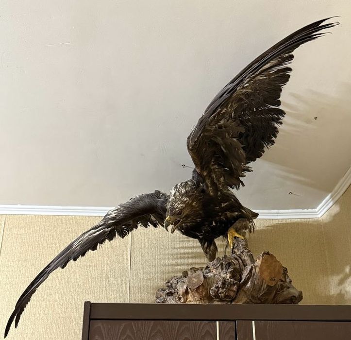 Чучело орла на подставке