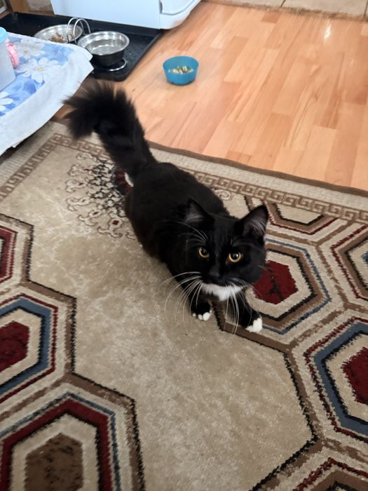 Отдадим кота (город)