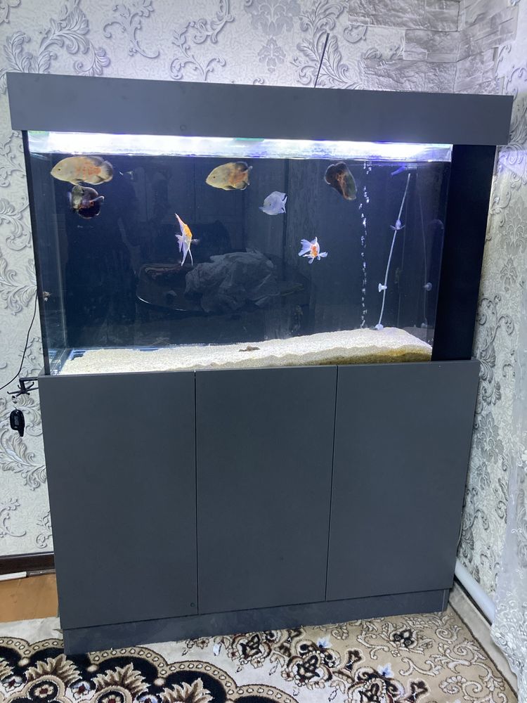 300 litr akvarium sotiladi sampli