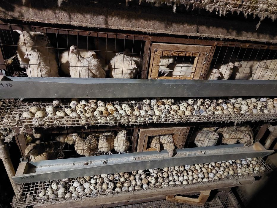 Срочно. Перепела несушка  техас утяжаленый