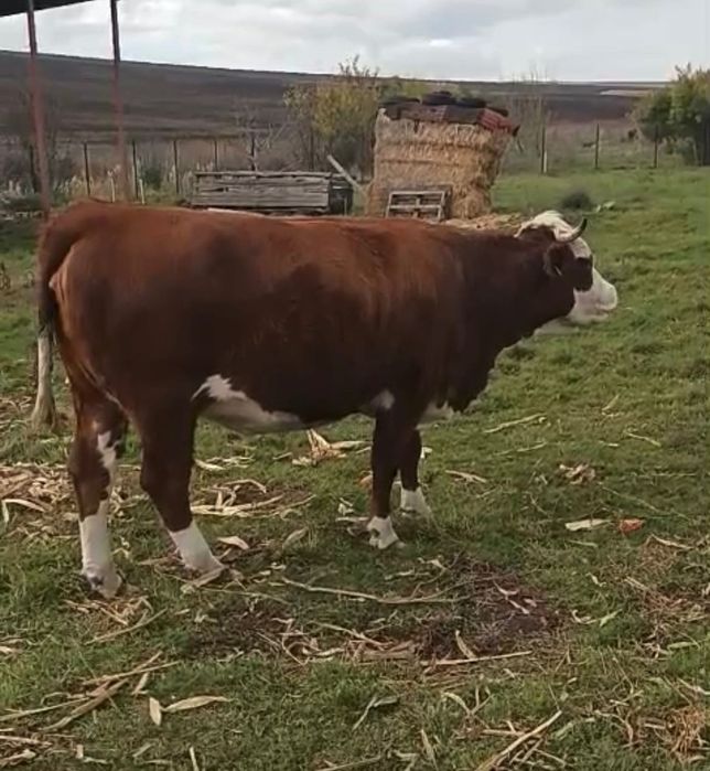 Juninca de 2 ani jumate gestanta in 8 luni