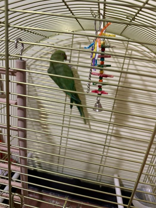 Micul Alexandru + Colivie