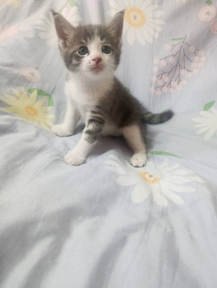 Котята домашние пристраиваем за символическую плату чистые и умные