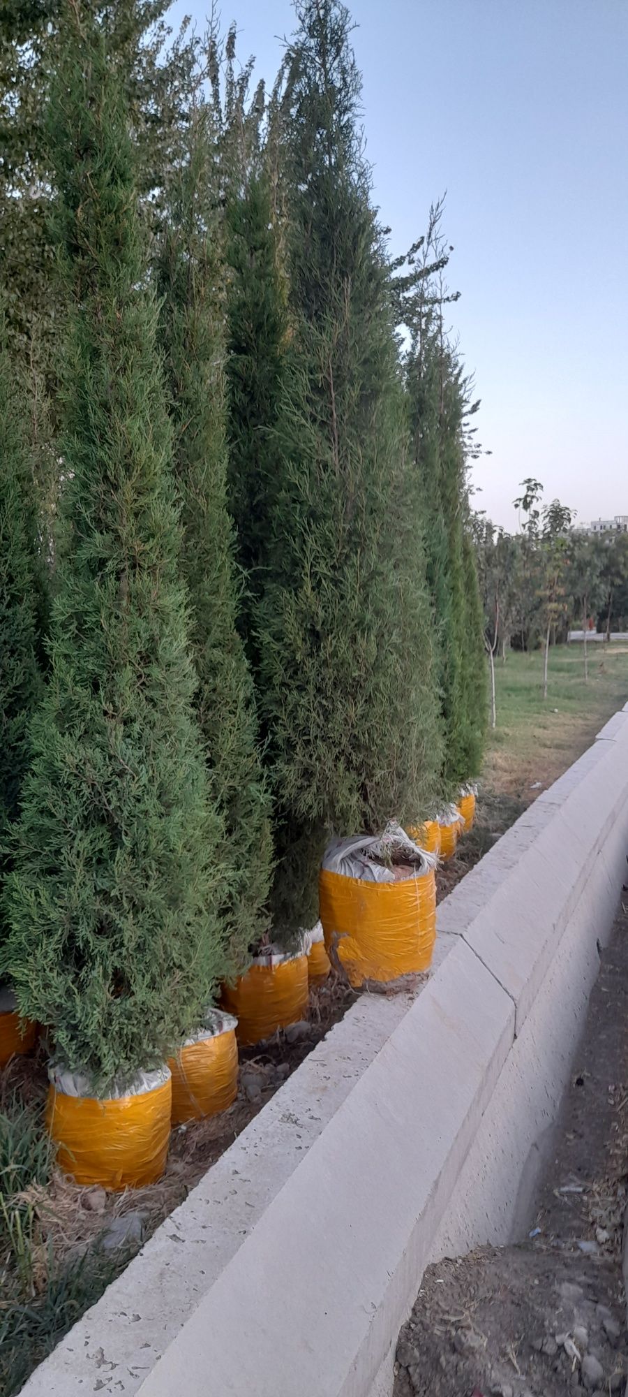 Archalar va dekrativni daraxtlarr