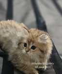 Pui british longhair, fetiță, pedigree