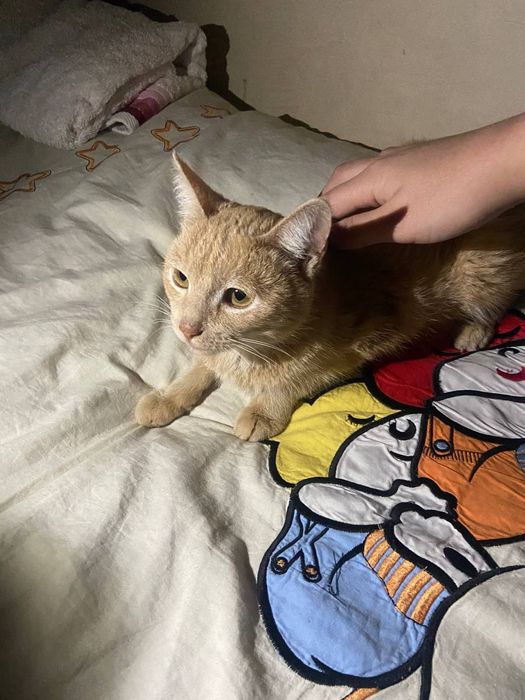 Bepul faqat yaxwhi oaga