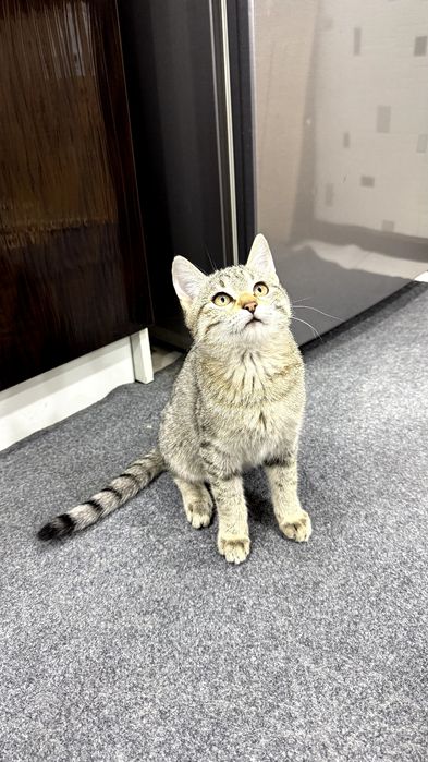 Котенок.  Мушукча