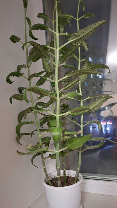 Продам каланхоэ лечебный большой