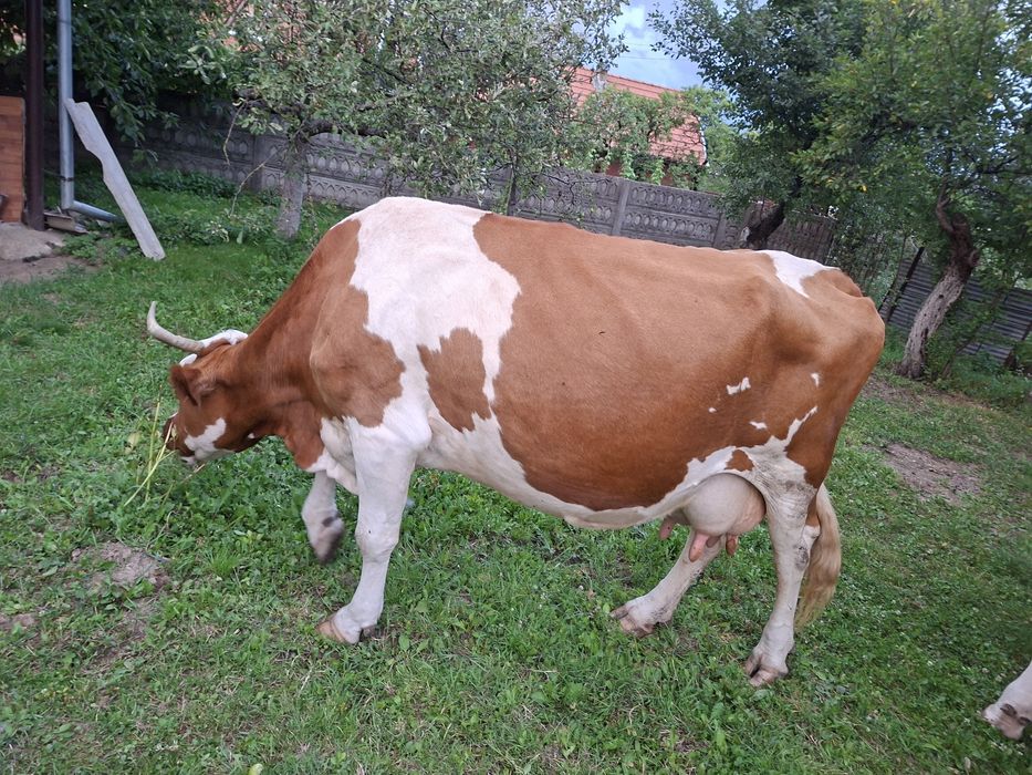 Vând vaca de lapte
