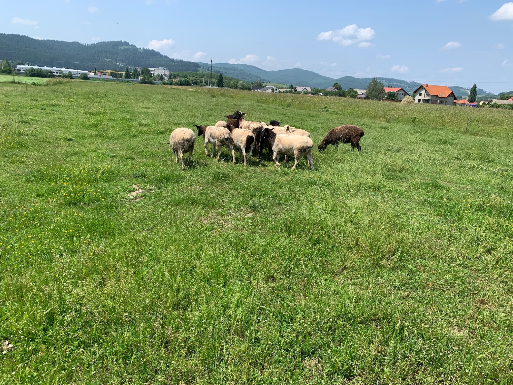Berbecuți și mielite metis dorper