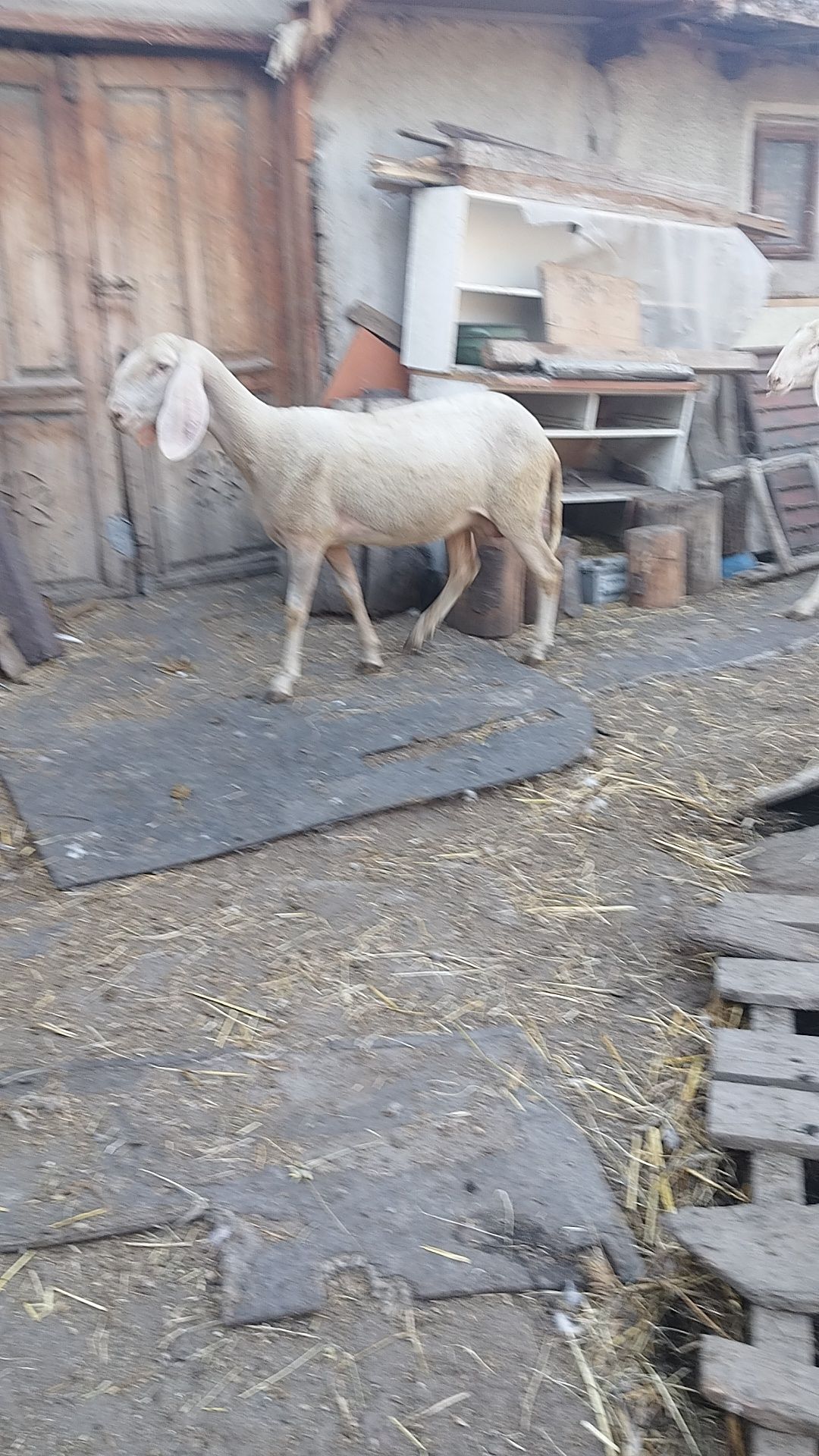 2 oi bergamasca la prima fatare
