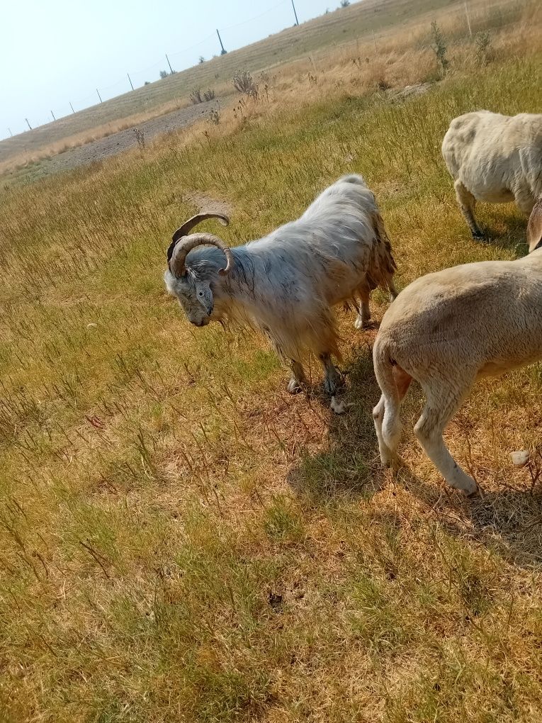 Vând țap de rasa