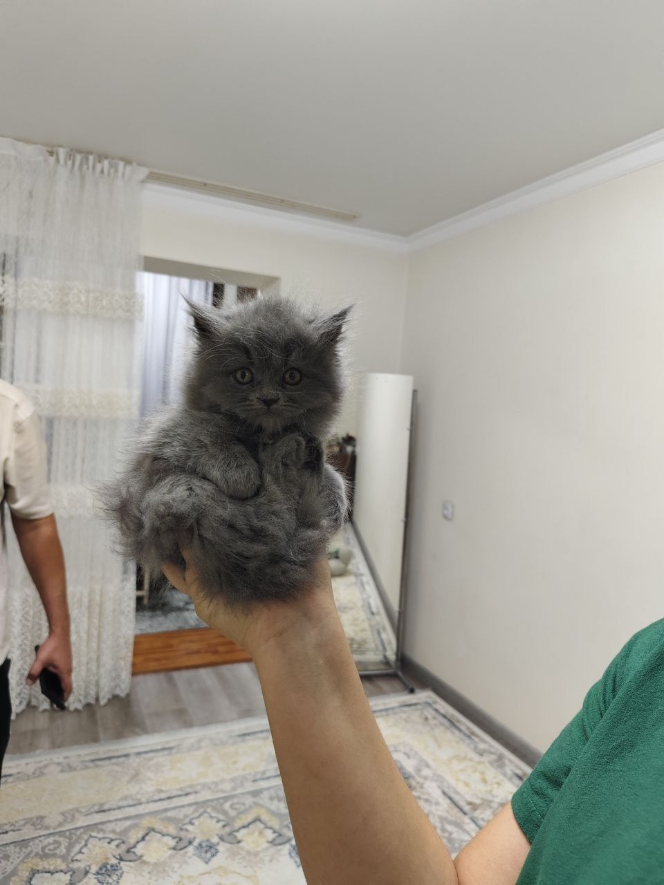 Продажа Британских Хайлендов
