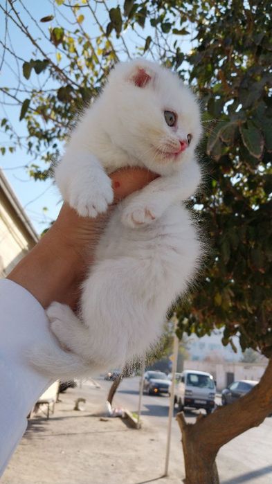 Шотландский вислоухий мушук болалари