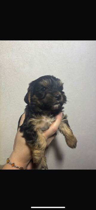 Pui yorkshire terrier