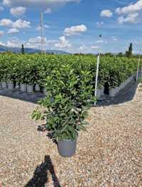 Prunus laurocerasus ideal pentru a forma un gard verde