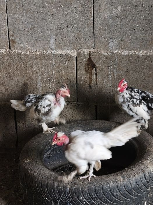 Cocoși pitici iopani toy