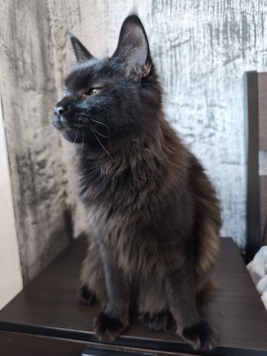 Честокръвни Мейн Куун