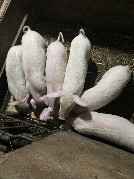 Продавам прасенца