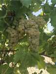 Vand struguri de vin Galati