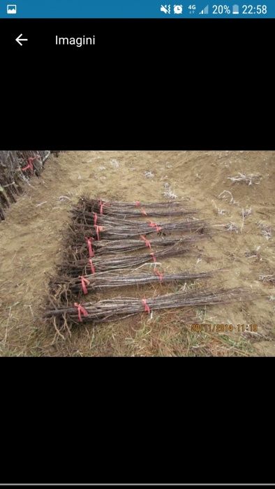 Puieti de fag de carpan de mesteacăn