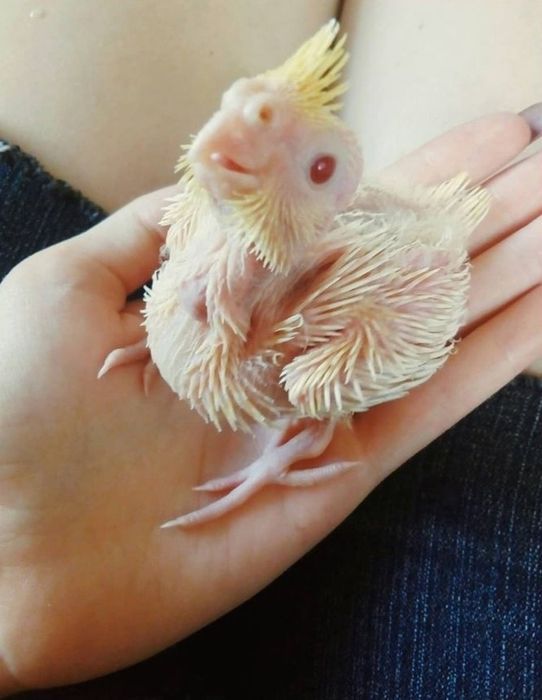 Продам молодых корелл.Для ручного выкармливания кашей