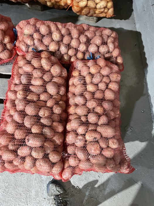 Cartofi Bella Rosa Marabell Secuiana Prada consum, samanta si animale