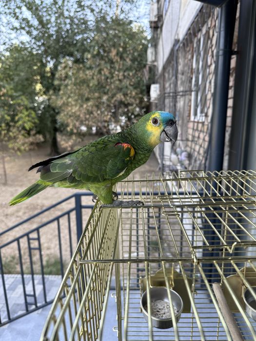 Синий лобый амазон сотилади 1,5 ёш ручной гапиради.