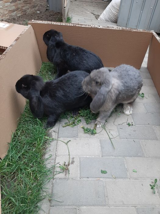 Epuri berbec  german