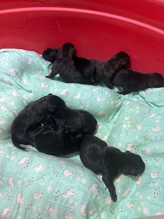 Отрыты на бронь щенки кане корсо