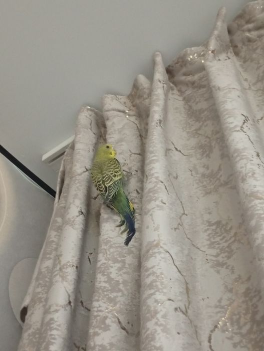 Продаётса попугай