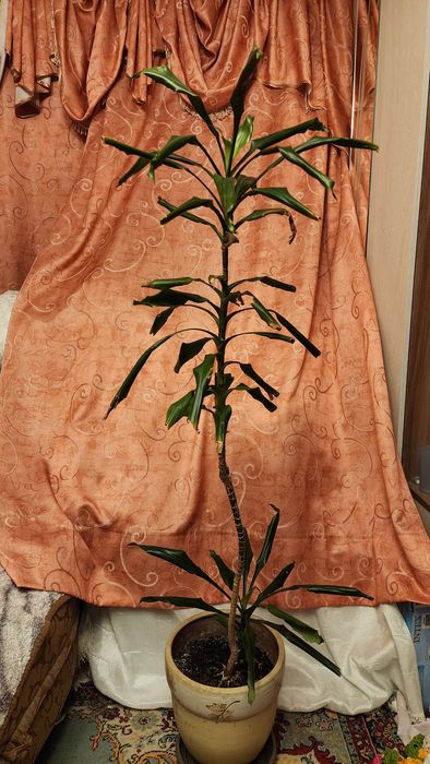 Продам домашние цветы