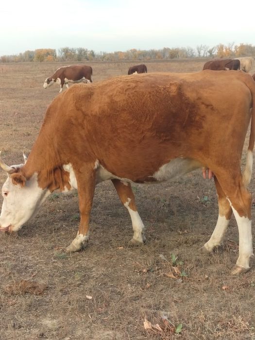 Ақжайық ауданы  Самал ауылында қашар сатыладыҚашар сатылады