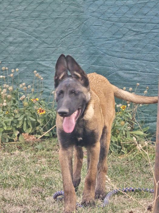 Продавам Белгийска овчарка на 7 месеча