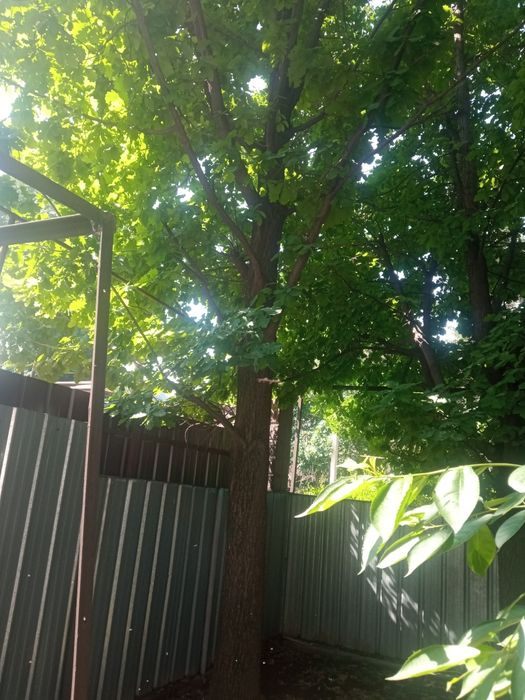 Продам   дуб под спил