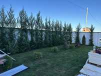 Leylandii chiparos